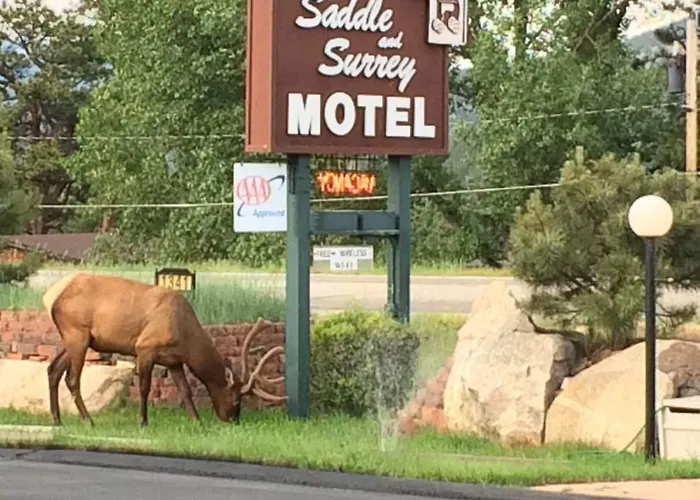 Saddle & Surrey