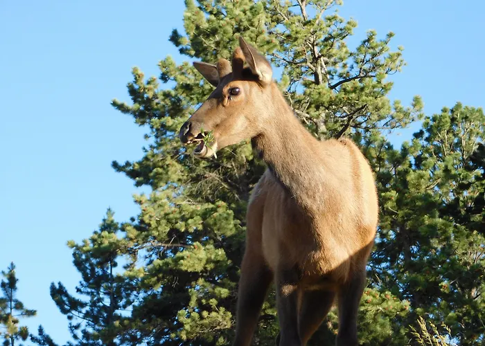 Coyote Mountain